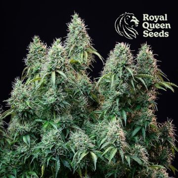 Amnesia Haze Automatic (Royal Queen Seeds) 5 zaden