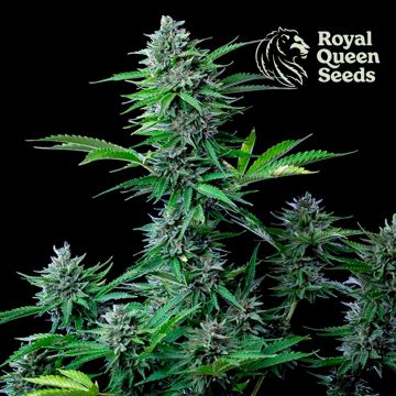 Medische Mix CBD (Royal Queen Seeds) 5 zaden