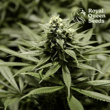 Critical Kush (Royal Queen Seeds)