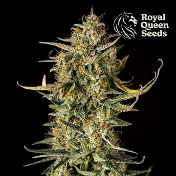 Fat Banana Automatic (Royal Queen Seeds) 3 zaden