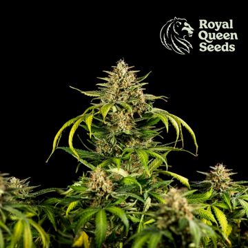 Green Gelato Automatic (Royal Queen Seeds) 3 zaden