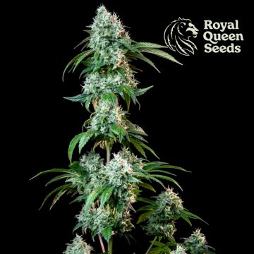 Hulkberry (Royal Queen Seeds) 3 zaden