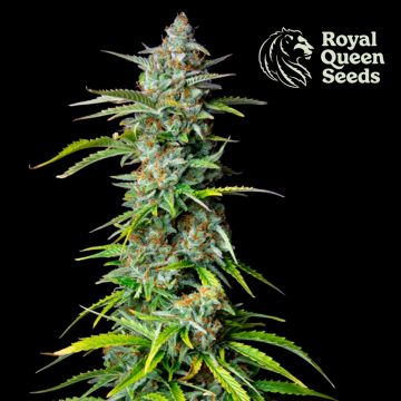 Northern Light Automatic (Royal Queen Seeds) 5 zaden