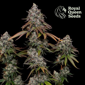 O.G. Kush (Royal Queen Seeds) 5 zaden