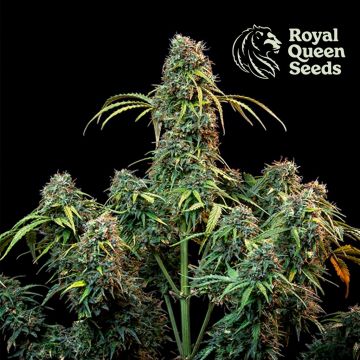 Royal CBDV Automatic (Royal Queen Seeds)