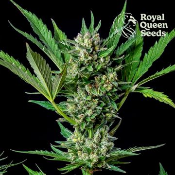 Royal Dwarf Autoflower (Royal Queen Seeds) 5 zaden