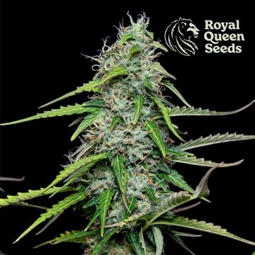 Royal Gorilla Automatic (Royal Queen Seeds) 3 zaden