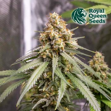 Shining Silver Haze (Royal Queen Seeds) 5 zaden