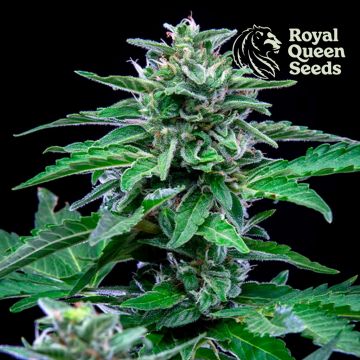 Stress Killer Automatic CBD (Royal Queen Seeds) 5 zaden