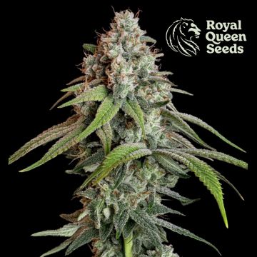 White Widow (Royal Queen Seeds) 5 zaden