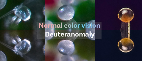 Het verschil tussen normaal kleuren zicht en deuteranomalie, een veelvoorkomende vorm van kleurenblindheid, bij de trichomen van een wietplant.