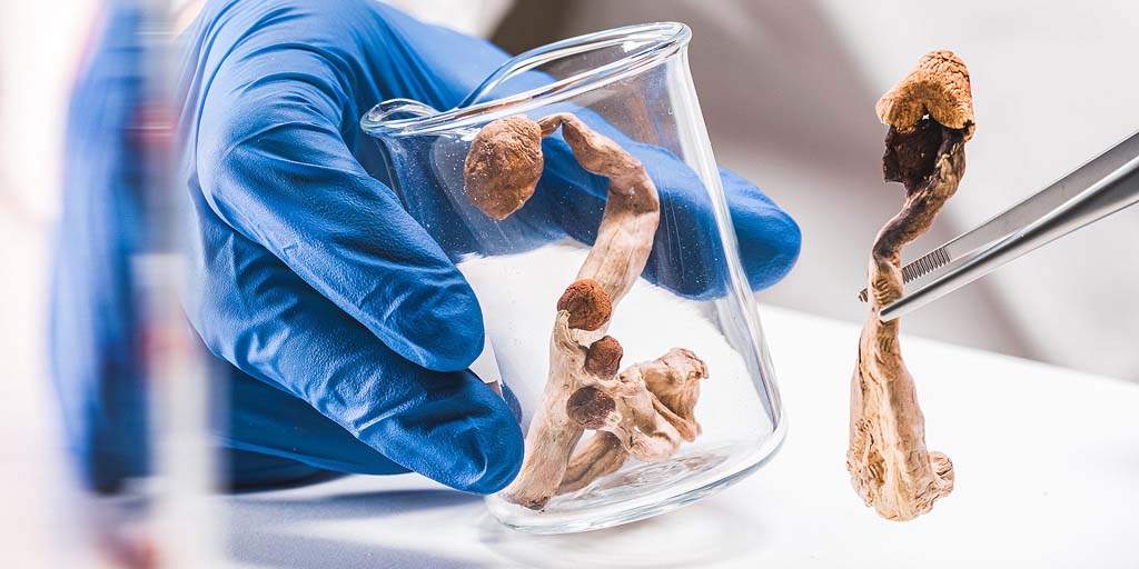 Gedroogde paddo's in een bekerglas, in een laboratorium.