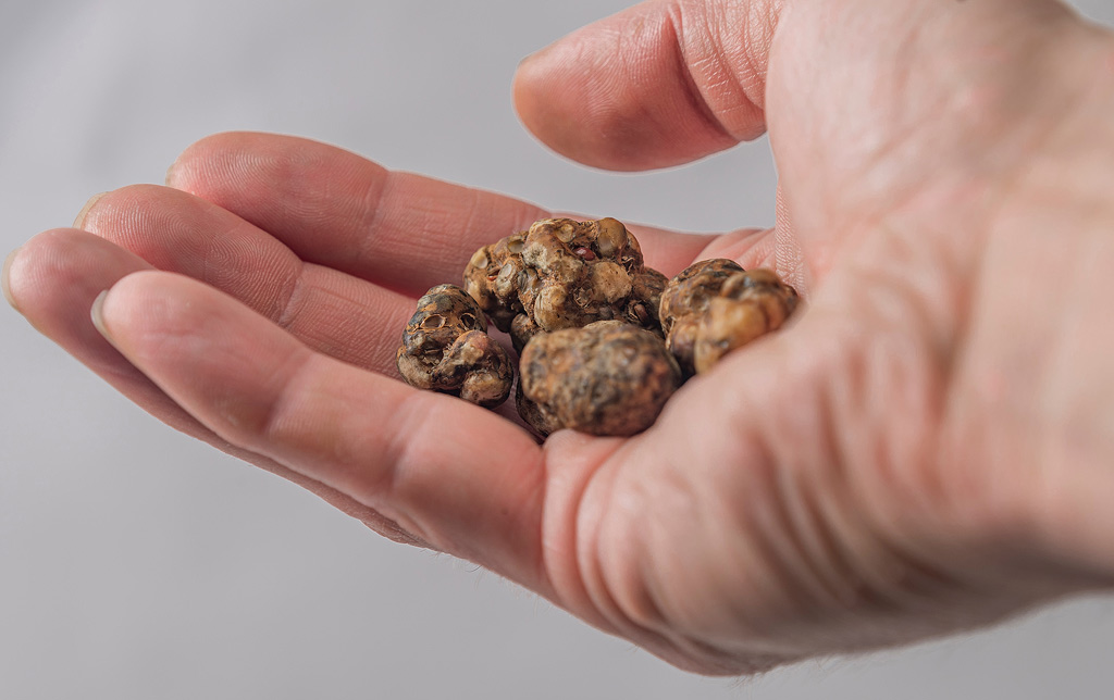 Magic truffels op een hand.