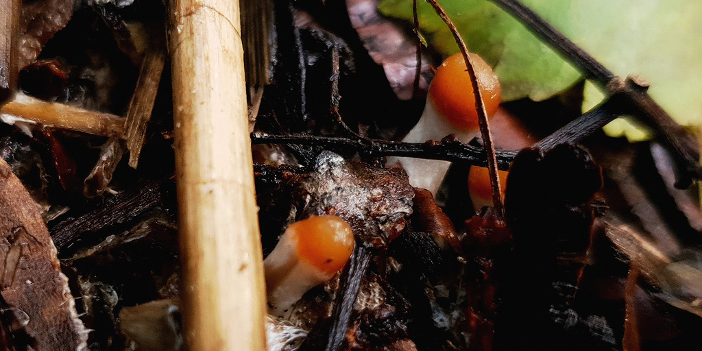 Jonge psilocybe azurescens paddo's komen boven de grond uit.