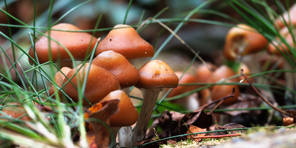 Psilocybe azurescens groeit tussen het gras en hedera.