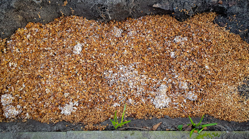 Een paddo kweekbed met beukenhout snippers en psilocybe azurescens broed van ongeveer 2 vierkante meter.