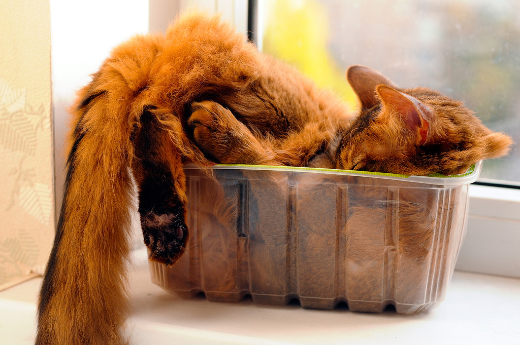 Een kat slaapt in een plastic bakje.