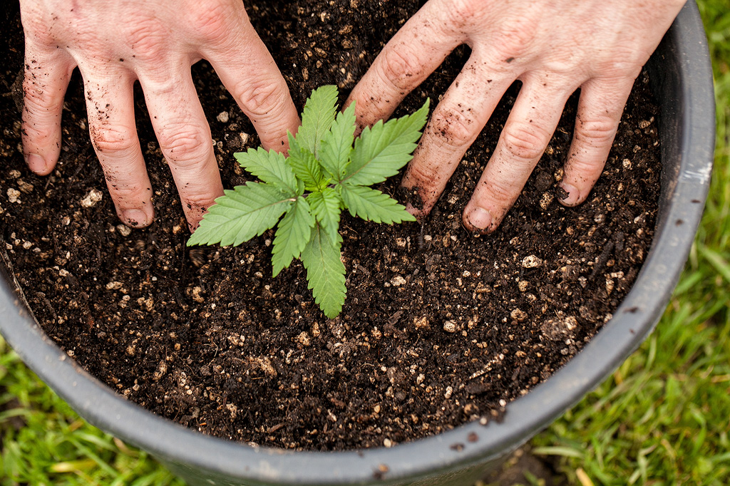 Twee handen op de aarde van een wietplant in een pot.