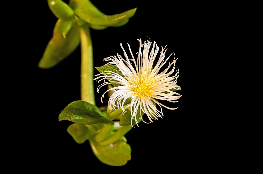 Kanna (sceletium tortuosum) bloeiend plantje. Ook wel kougoed genoemd.